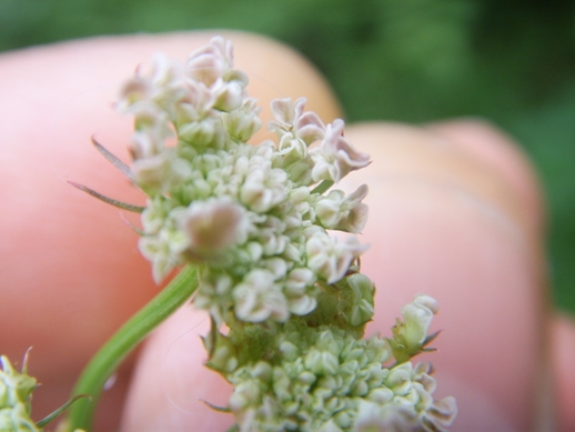 Oenanthe pimpinelloides / Finocchio acquatico comune